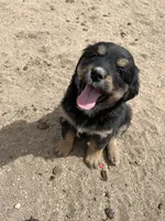 Shakira, a female Bernese Mountain Dog and English Cream Golden Retriever for sale in Calhan, CO – Photo 5 of 10