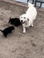 Shakira, a female Bernese Mountain Dog and English Cream Golden Retriever for sale in Calhan, CO – Photo 10 of 10