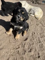 Shakira, a female Bernese Mountain Dog and English Cream Golden Retriever for sale in Calhan, CO – Photo 4 of 10