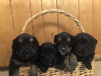 Shakira, a female Bernese Mountain Dog and English Cream Golden Retriever for sale in Calhan, CO – Photo 8 of 10