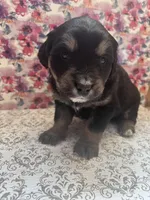 Shakira, a female Bernese Mountain Dog and English Cream Golden Retriever for sale in Calhan, CO – Photo 7 of 10