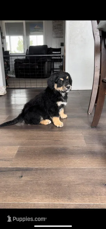 Shakira, a female Bernese Mountain Dog and English Cream Golden Retriever for sale in Calhan, CO – Photo 1 of 10