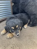 Shakira, a female Bernese Mountain Dog and English Cream Golden Retriever for sale in Calhan, CO – Photo 2 of 10