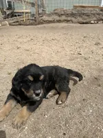 Shakira, a female Bernese Mountain Dog and English Cream Golden Retriever for sale in Calhan, CO – Photo 6 of 10