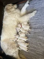 Blue Boy, a male English Cream Golden Retriever for sale in Calhan, CO – 3 of 4