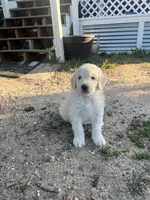 Jack, a male Goldendoodle for sale in Calhan, CO – 2 of 2
