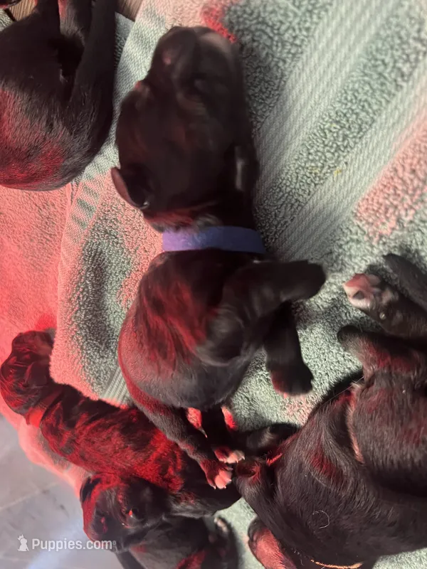 Blue Boy – Bernese Mountain Dog, English Cream Golden Retriever puppy for sale in Calhan, CO