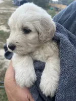 Mummy, a male Golden Mountain Doodle for sale in Calhan, CO – 5 of 7