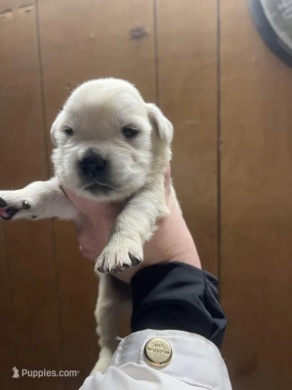 Cocomo, a female English Cream Golden Retriever for sale in Calhan, CO – Photo 1 of 3