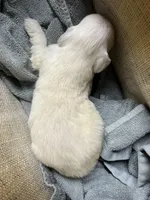 Cocomo, a female English Cream Golden Retriever for sale in Calhan, CO – Photo 3 of 3