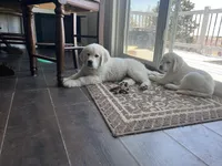 Pops, a male English Cream Golden Retriever for sale in Calhan, CO – Photo 2 of 4