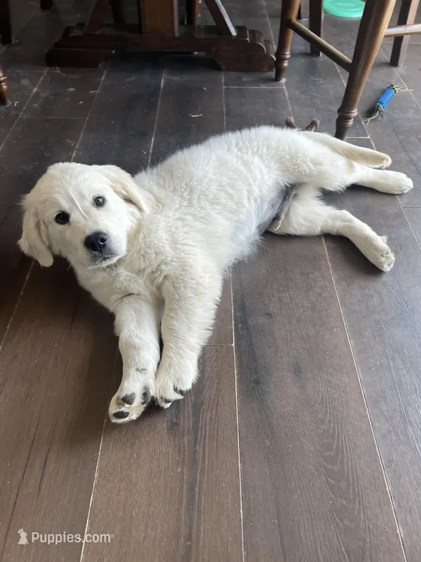 Pops – English Cream Golden Retriever puppy for sale in Calhan, CO