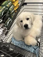 Pops, a male English Cream Golden Retriever for sale in Calhan, CO – Photo 3 of 4