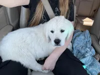Pops, a male English Cream Golden Retriever for sale in Calhan, CO – Photo 4 of 4