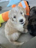 Vampire, a female Poodle - Standard  and Golden Mountain Dog for sale in Calhan, CO – 4 of 4