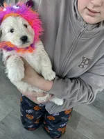 Mummy, a male Golden Mountain Doodle for sale in Calhan, CO – 2 of 7