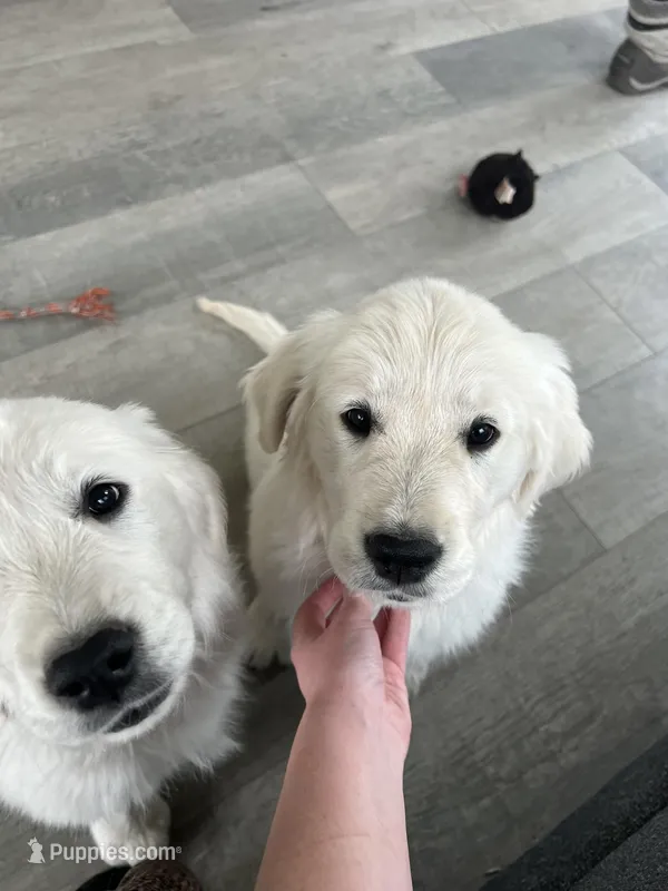 Kazbar – English Cream Golden Retriever puppy for sale in Calhan, CO