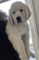 Kazbar, a male English Cream Golden Retriever for sale in Calhan, CO – Photo 2 of 2