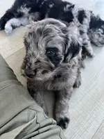Dracula, a male Poodle - Standard  and Golden Mountain Dog for sale in Calhan, CO – 3 of 4