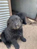 Chanel, a female Bernese Mountain Dog and English Cream Golden Retriever for sale in Calhan, CO – Photo 4 of 10
