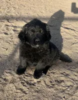 Chanel, a female Bernese Mountain Dog and English Cream Golden Retriever for sale in Calhan, CO – Photo 1 of 10