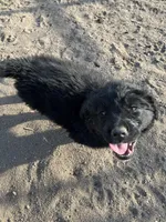 Chanel, a female Bernese Mountain Dog and English Cream Golden Retriever for sale in Calhan, CO – Photo 2 of 10