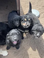 Chanel, a female Bernese Mountain Dog and English Cream Golden Retriever for sale in Calhan, CO – Photo 6 of 10