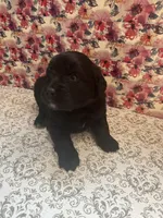 Chanel, a female Bernese Mountain Dog and English Cream Golden Retriever for sale in Calhan, CO – Photo 8 of 10