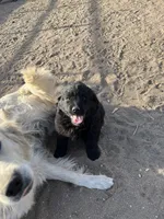 Chanel, a female Bernese Mountain Dog and English Cream Golden Retriever for sale in Calhan, CO – Photo 3 of 10
