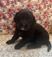 Chanel, a female Bernese Mountain Dog and English Cream Golden Retriever for sale in Calhan, CO – Photo 7 of 10