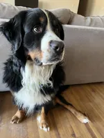 Chanel, a female Bernese Mountain Dog and English Cream Golden Retriever for sale in Calhan, CO – Photo 10 of 10