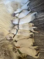 Purple , a female English Cream Golden Retriever for sale in Calhan, CO – 2 of 3