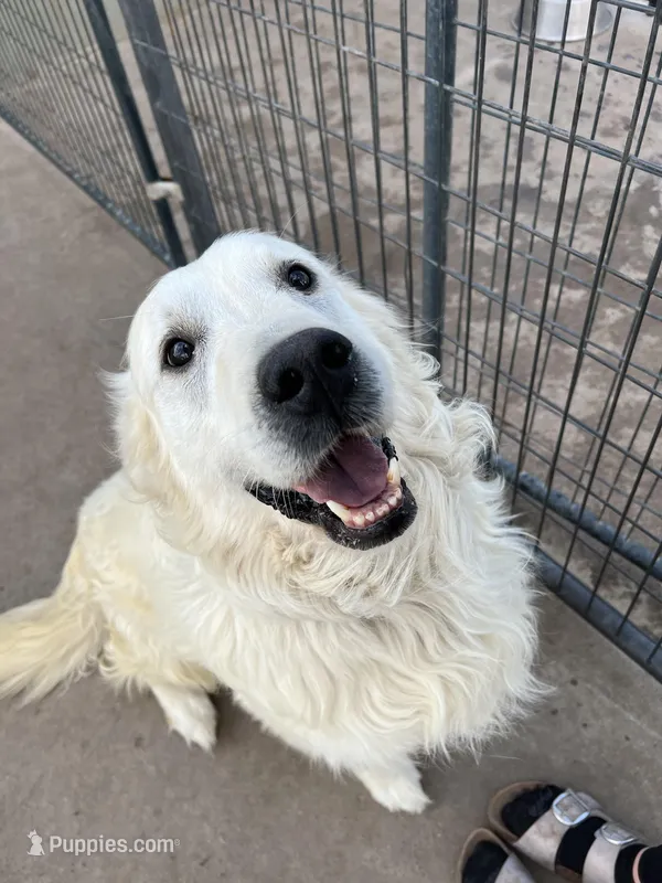 Hunter, a male English Cream Golden Retriever for sale in Calhan, CO – Photo 1 of 3