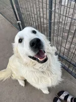 Hunter, a male English Cream Golden Retriever for sale in Calhan, CO – Photo 1 of 3