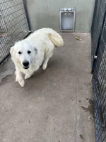 Hunter, a male English Cream Golden Retriever for sale in Calhan, CO – Photo 3 of 3