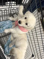 Cinnamon, a female English Cream Golden Retriever for sale in Calhan, CO – Photo 3 of 3