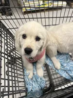 Cinnamon, a female English Cream Golden Retriever for sale in Calhan, CO – Photo 1 of 3