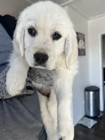 Cinnamon, a female English Cream Golden Retriever for sale in Calhan, CO – Photo 2 of 3