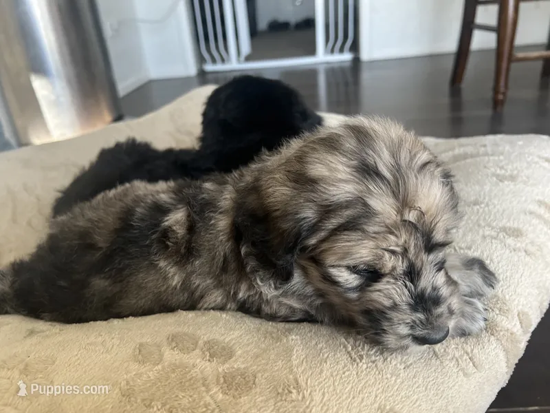 Queen  – Goldendoodle puppy for sale in Calhan, CO