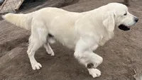 Coach, a male English Cream Golden Retriever for sale in Calhan, CO – Photo 5 of 9