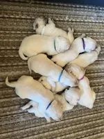 Coach, a male English Cream Golden Retriever for sale in Calhan, CO – Photo 7 of 9