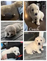 Coach, a male English Cream Golden Retriever for sale in Calhan, CO – Photo 8 of 9