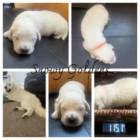 Coach, a male English Cream Golden Retriever for sale in Calhan, CO – Photo 2 of 9