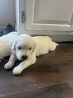 Coach, a male English Cream Golden Retriever for sale in Calhan, CO – Photo 1 of 9