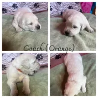 Coach, a male English Cream Golden Retriever for sale in Calhan, CO – Photo 3 of 9