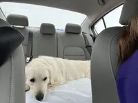 Coach, a male English Cream Golden Retriever for sale in Calhan, CO – Photo 6 of 9