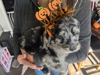 Zombie, a male Poodle - Standard  and Golden Mountain Dog for sale in Calhan, CO – 5 of 5