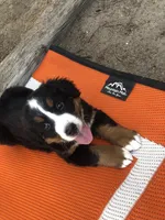 Waffles, a female Bernese Mountain Dog for sale in Calhan, CO – Photo 3 of 10