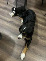 Waffles, a female Bernese Mountain Dog for sale in Calhan, CO – Photo 10 of 10