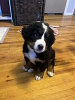 Waffles, a female Bernese Mountain Dog for sale in Calhan, CO – Photo 6 of 10